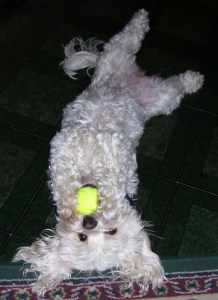 upsidedown with ball