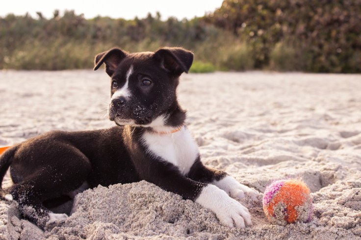 beach puppy