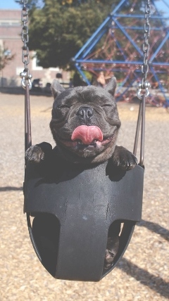 puppy swing (360x640)