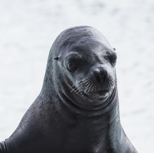 sea lion (800x533)