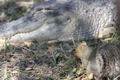 squirrel and gator