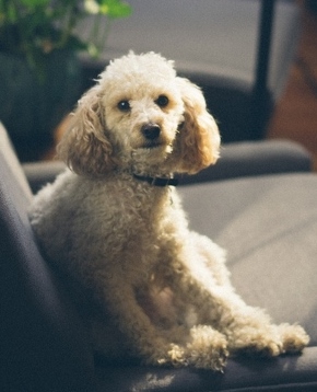 white poodle (800x533)