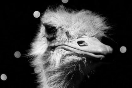 disgruntled ostrich