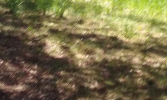 20160504_141111 (640x384)