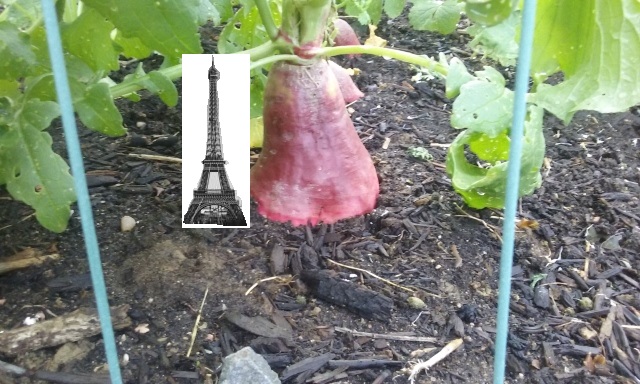 radish (640x384) - Copy