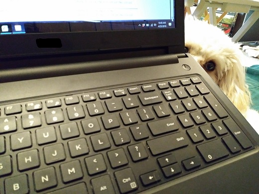 puppy and laptop